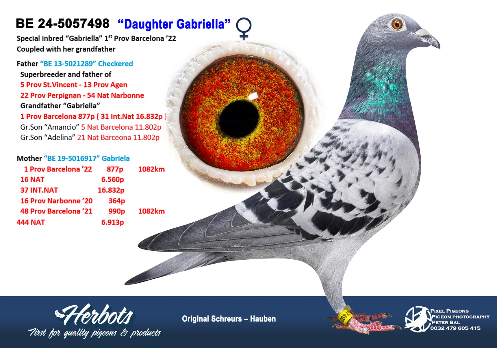 pigeon: undefined