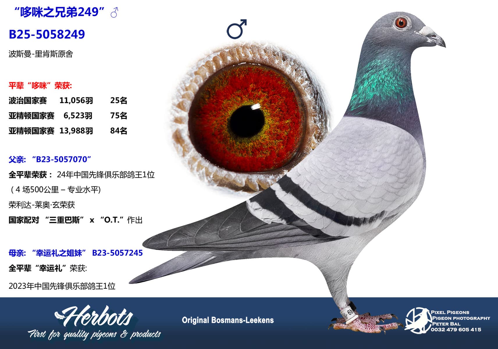 pigeon: undefined
