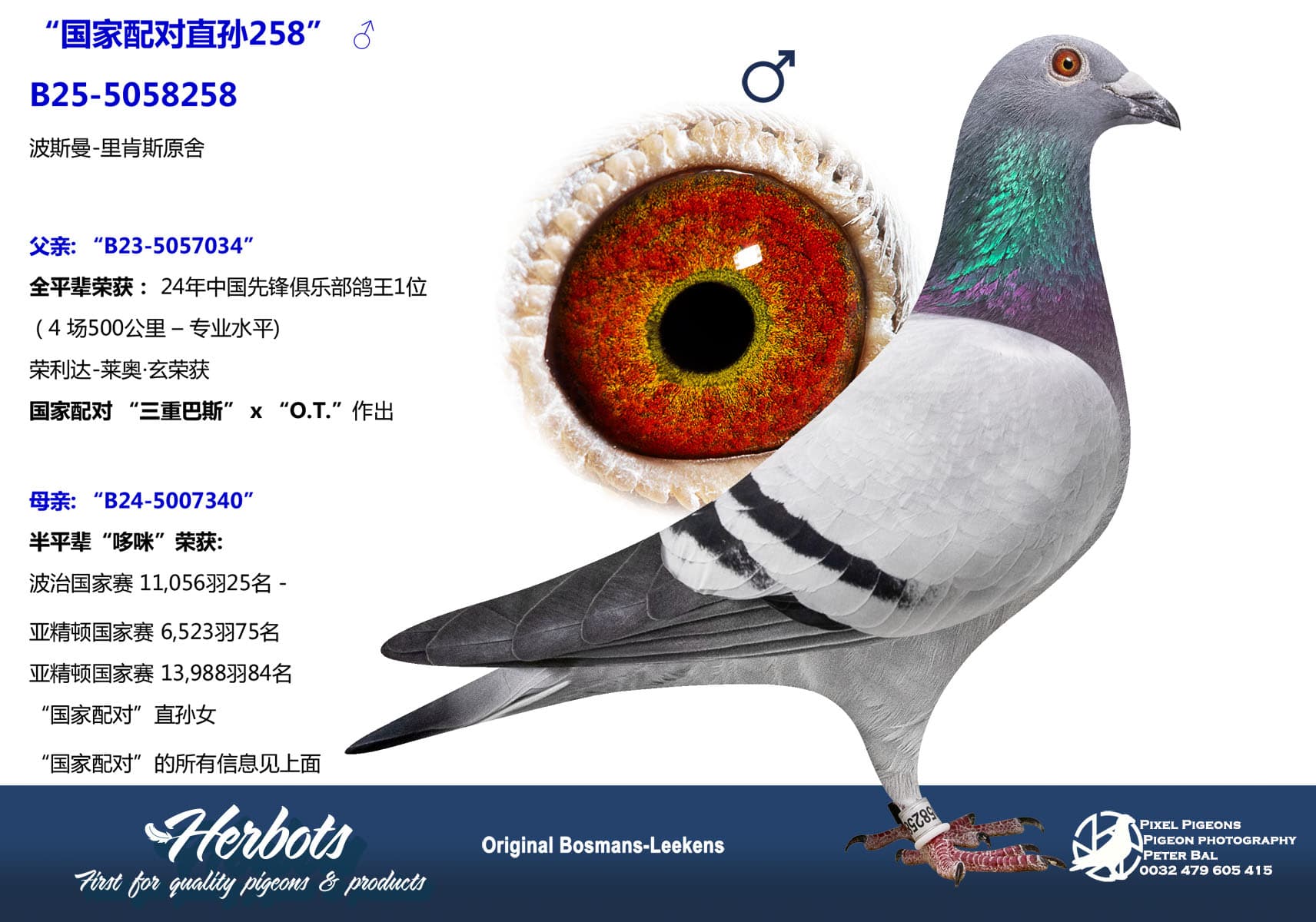 pigeon: undefined