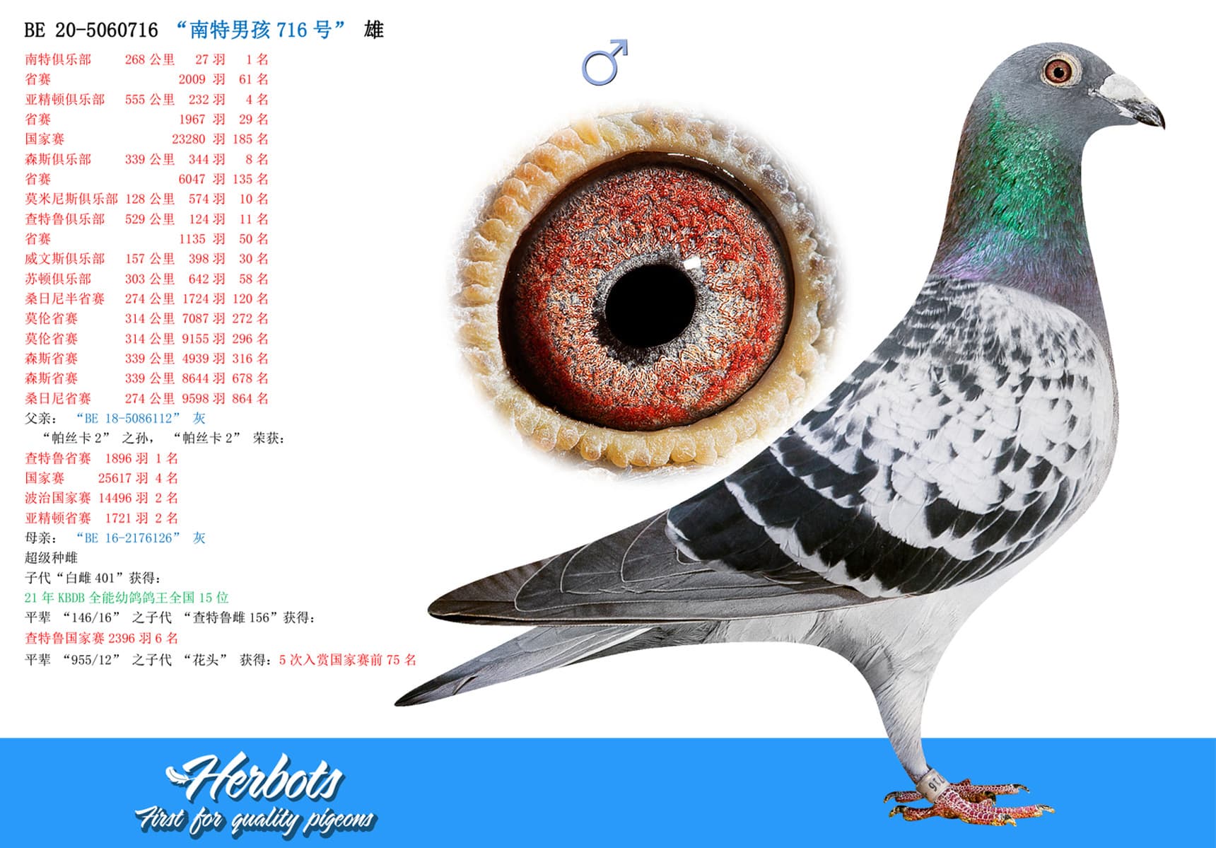 pigeon: undefined