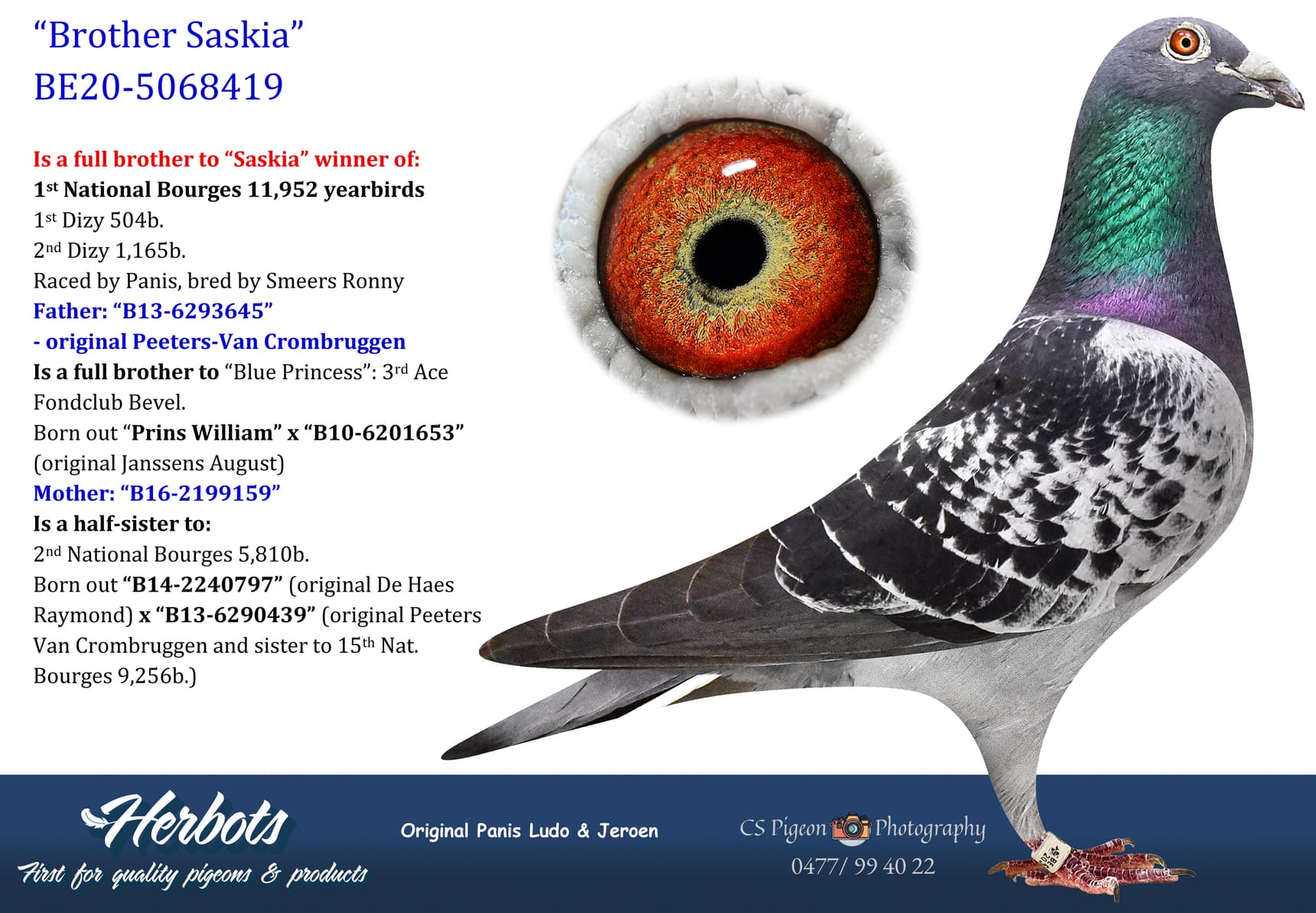 pigeon: undefined