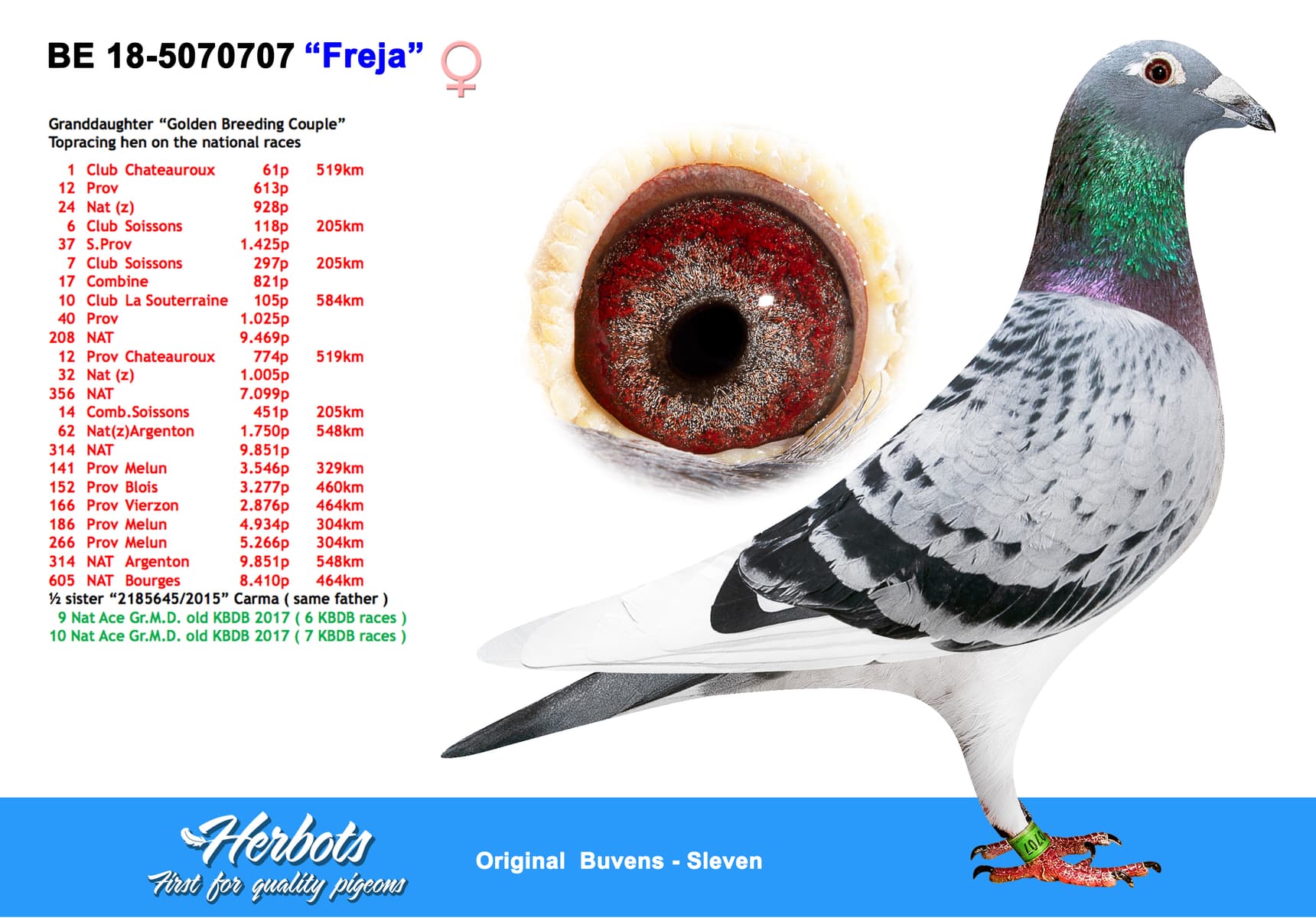 pigeon: undefined