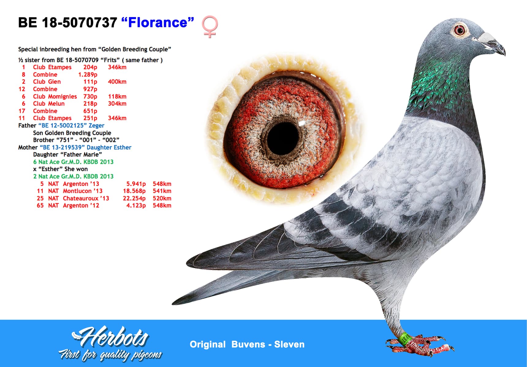 pigeon: undefined