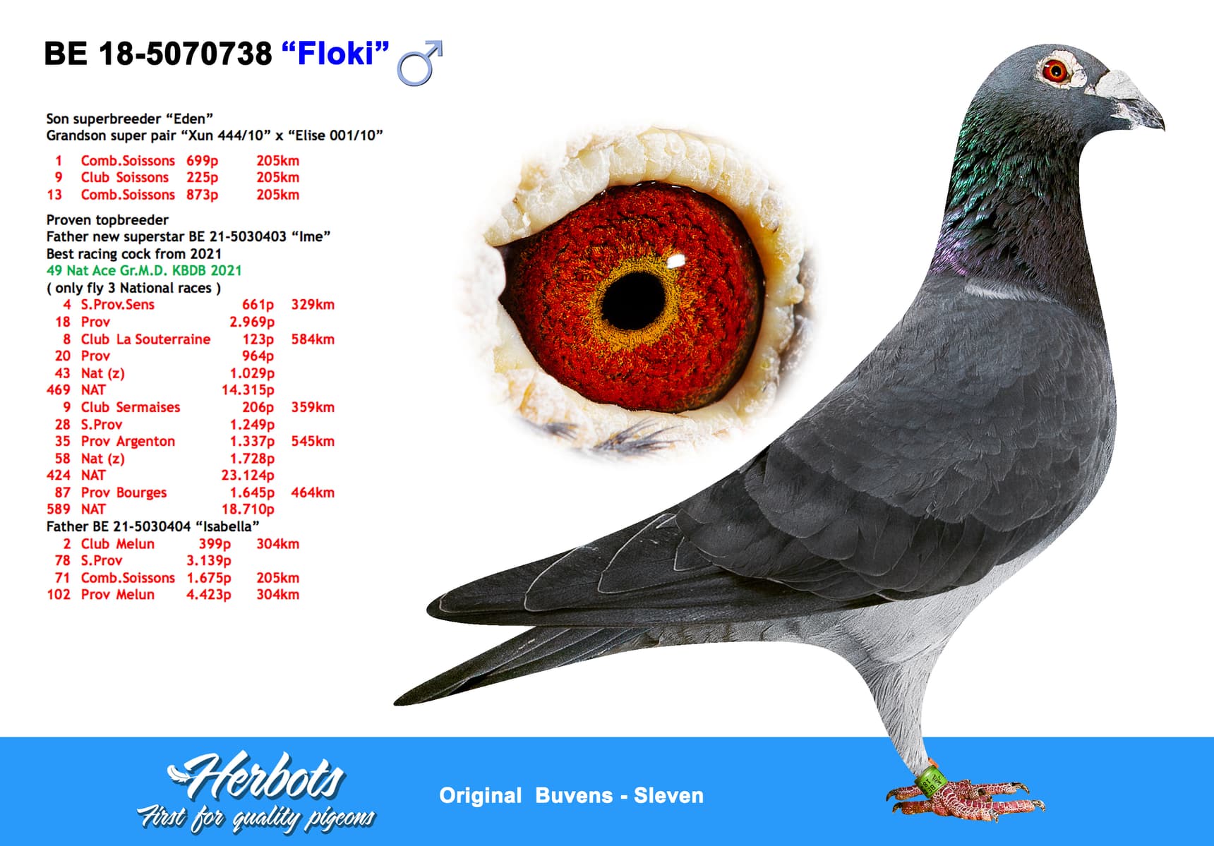 pigeon: undefined