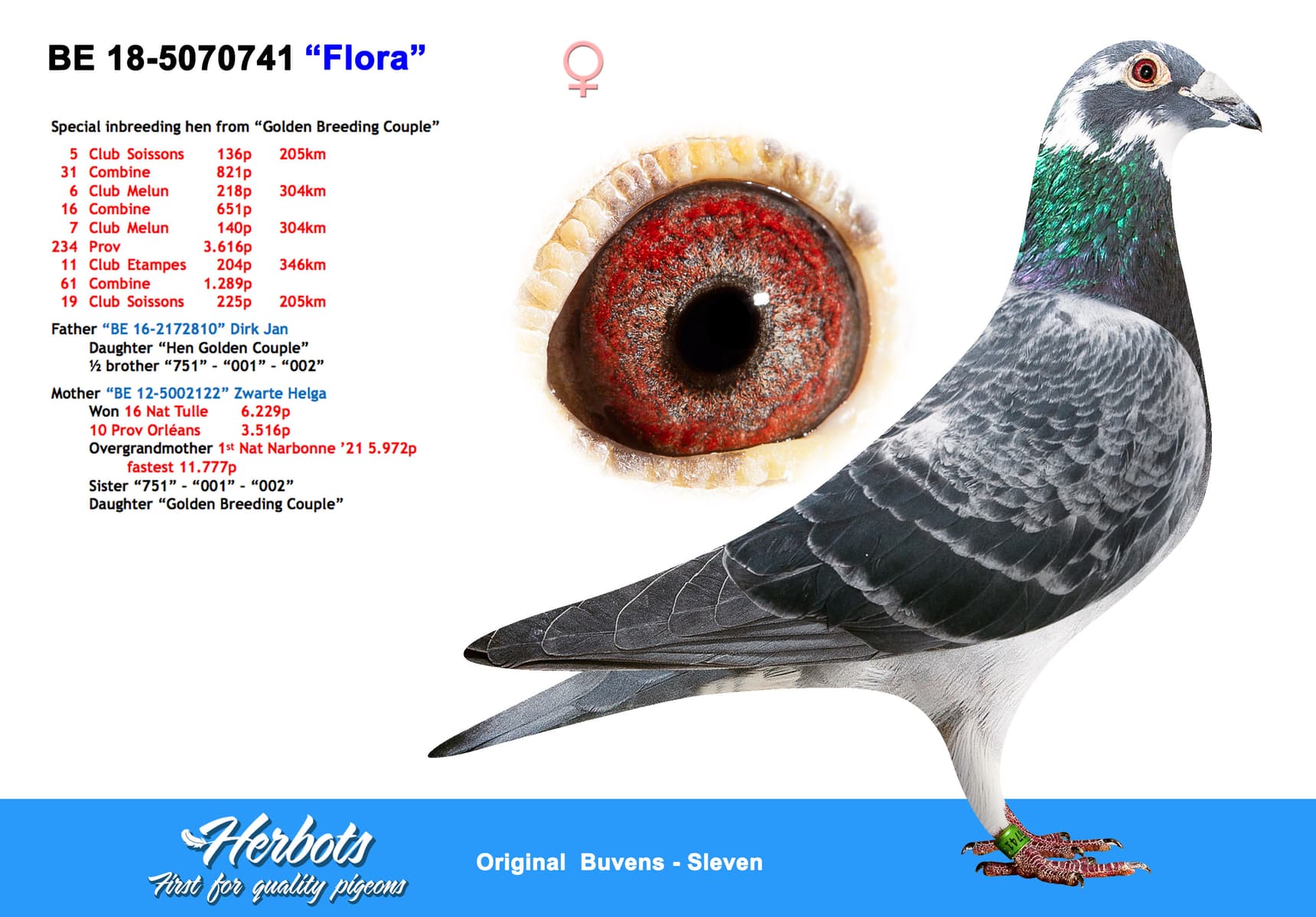 pigeon: undefined