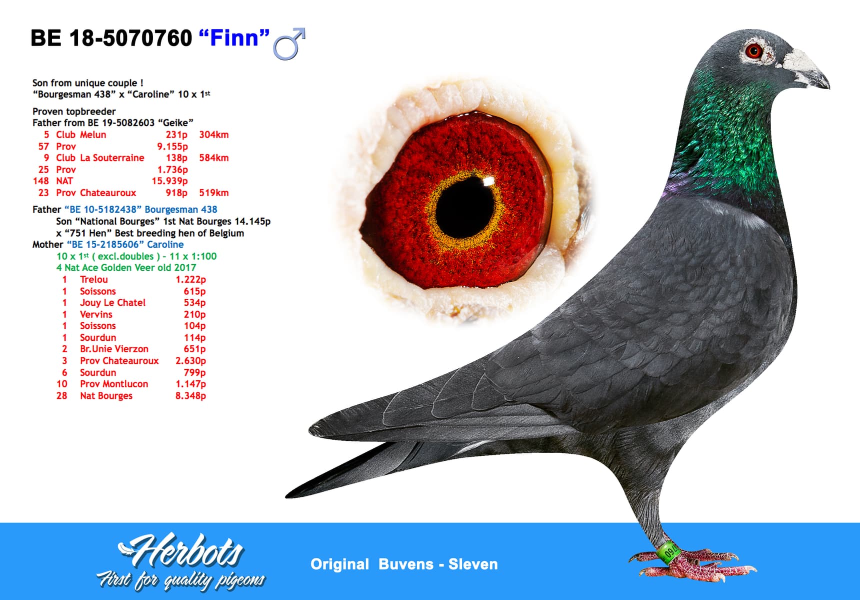 pigeon: undefined