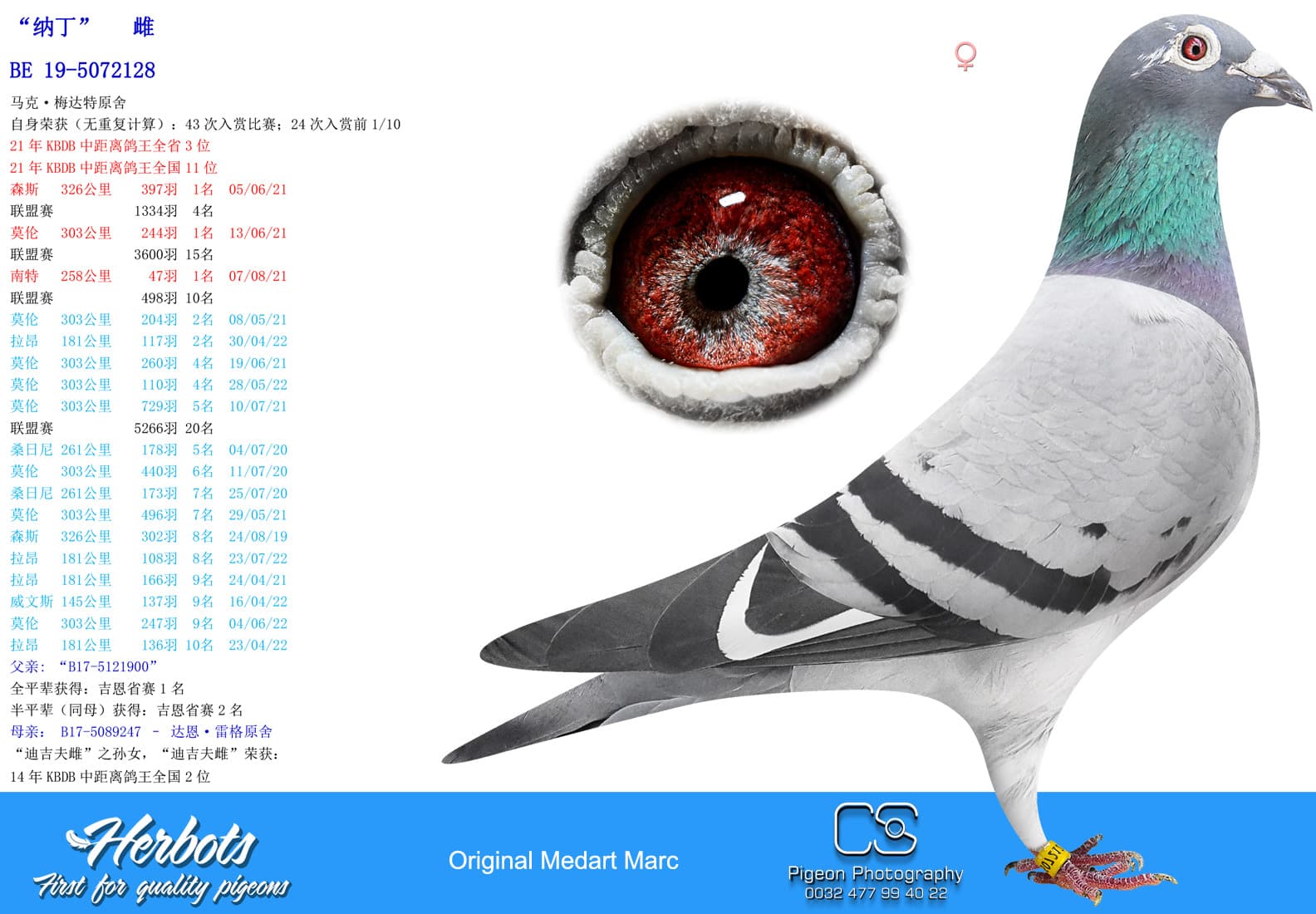 pigeon: undefined