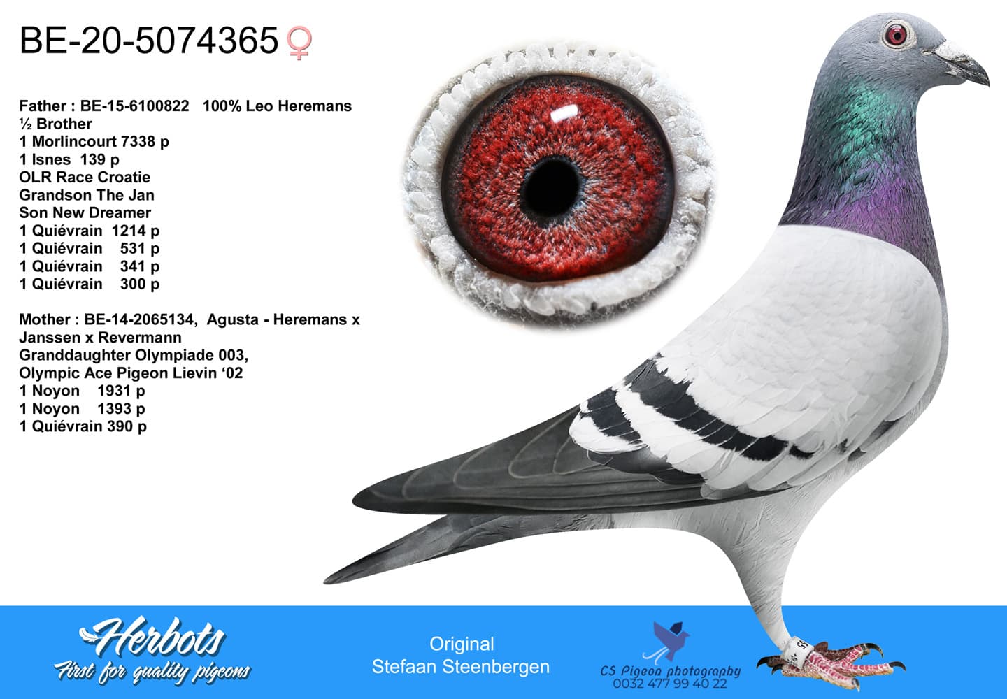 pigeon: undefined