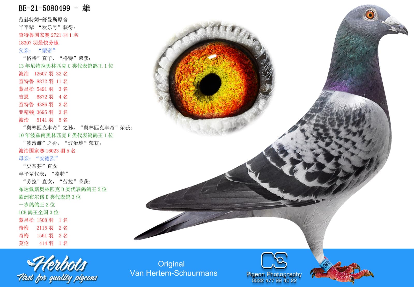 pigeon: undefined