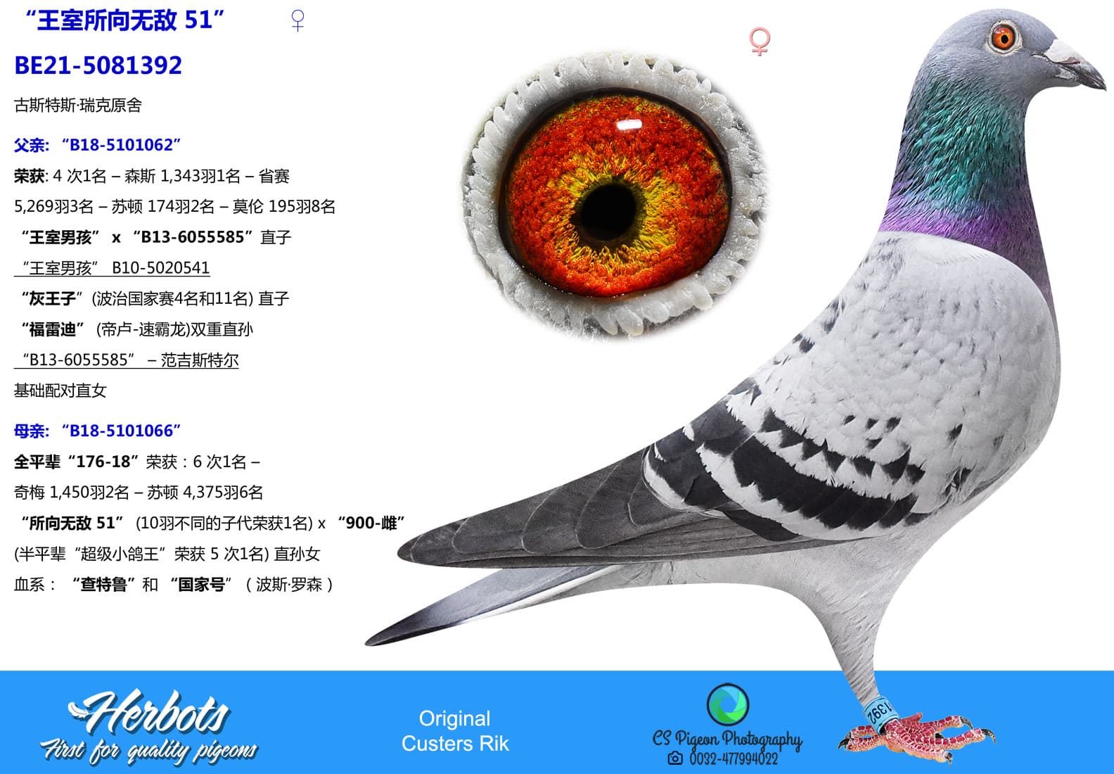 pigeon: undefined
