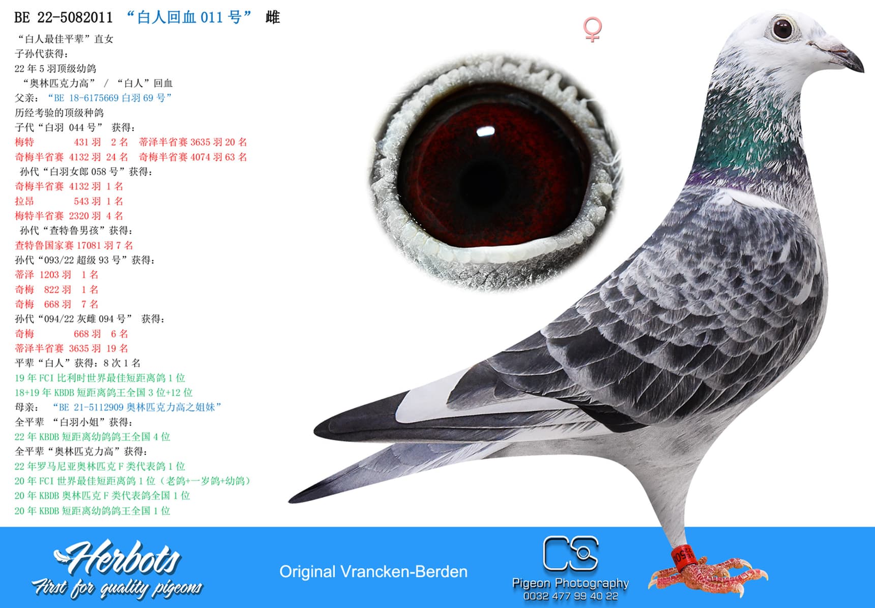 pigeon: undefined