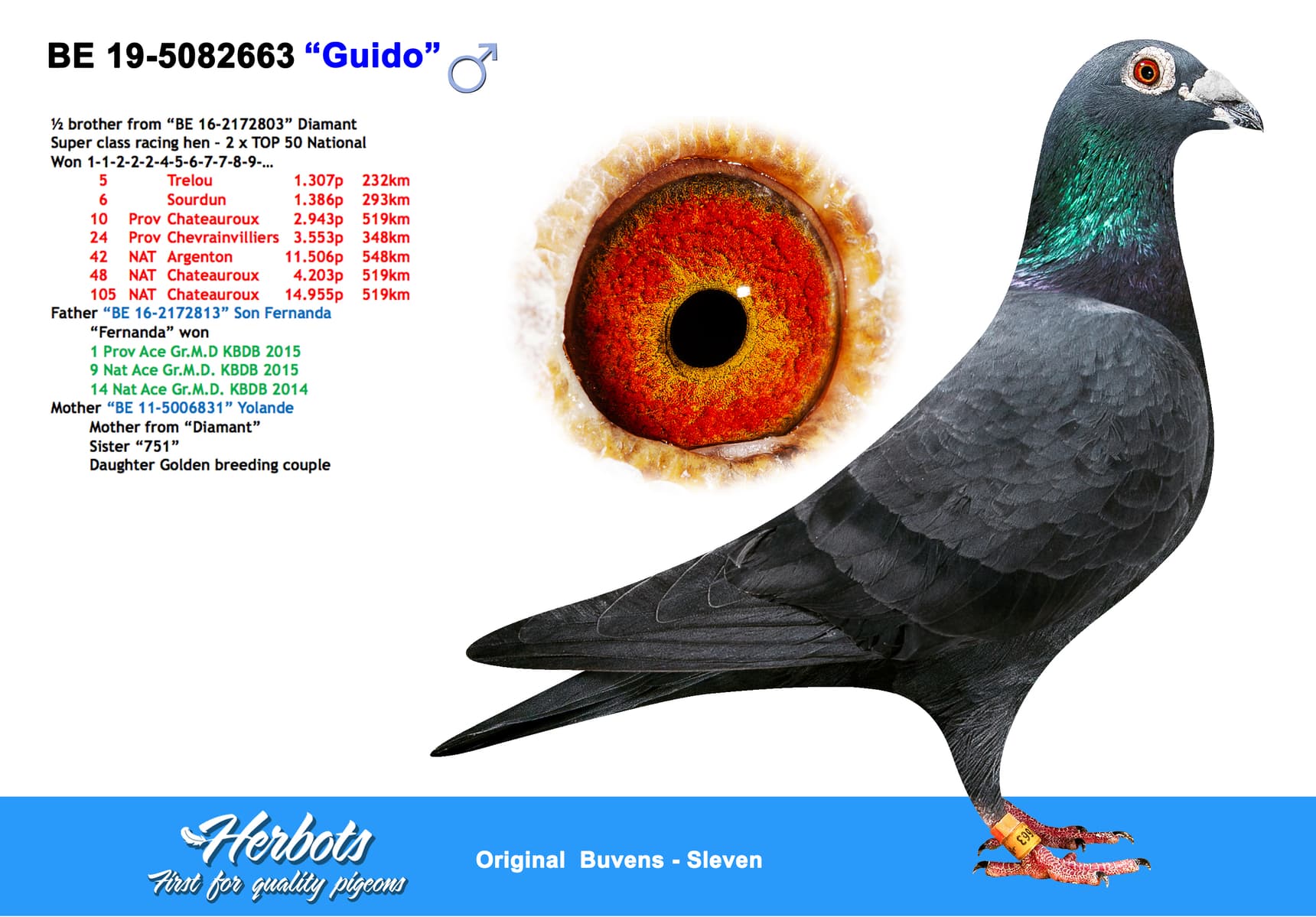 pigeon: undefined