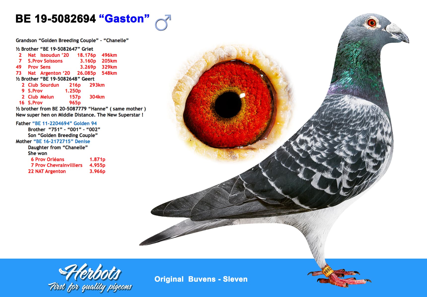 pigeon: undefined