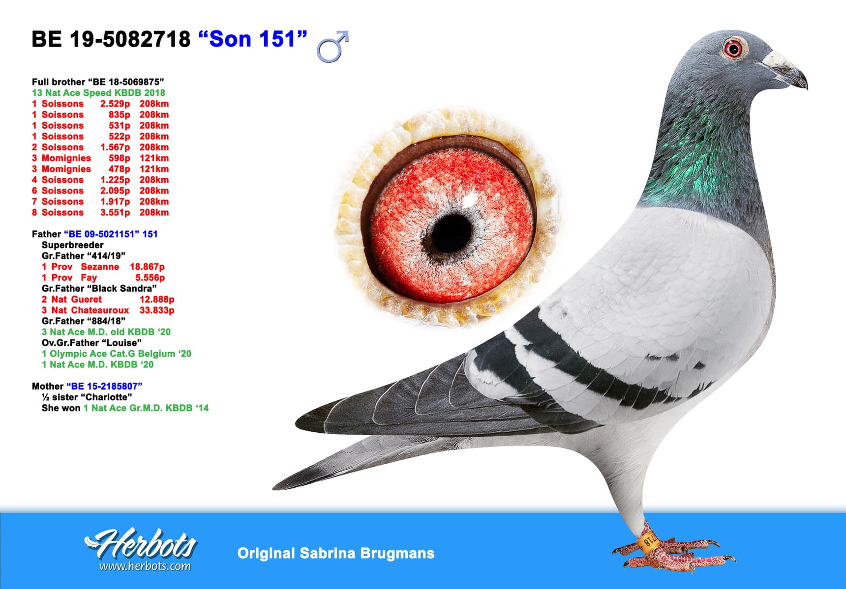 pigeon: undefined