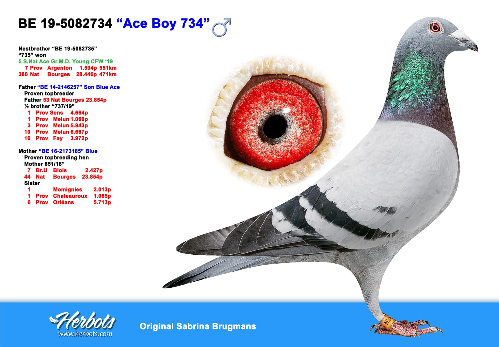 pigeon: undefined