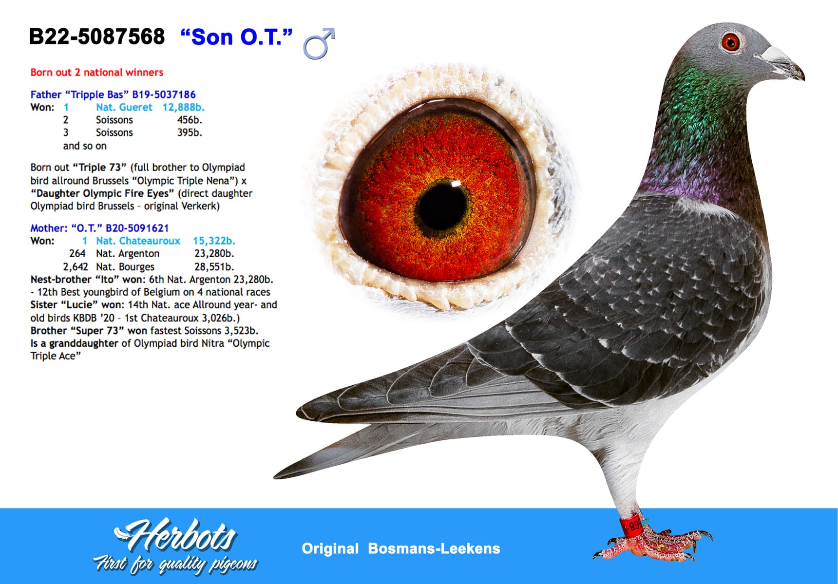 pigeon: undefined