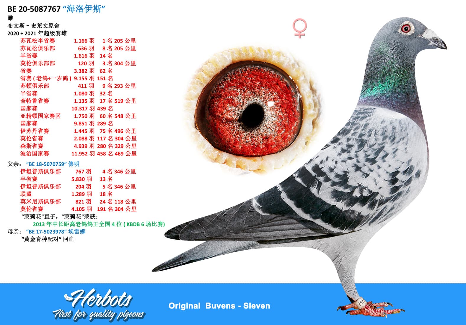 pigeon: undefined