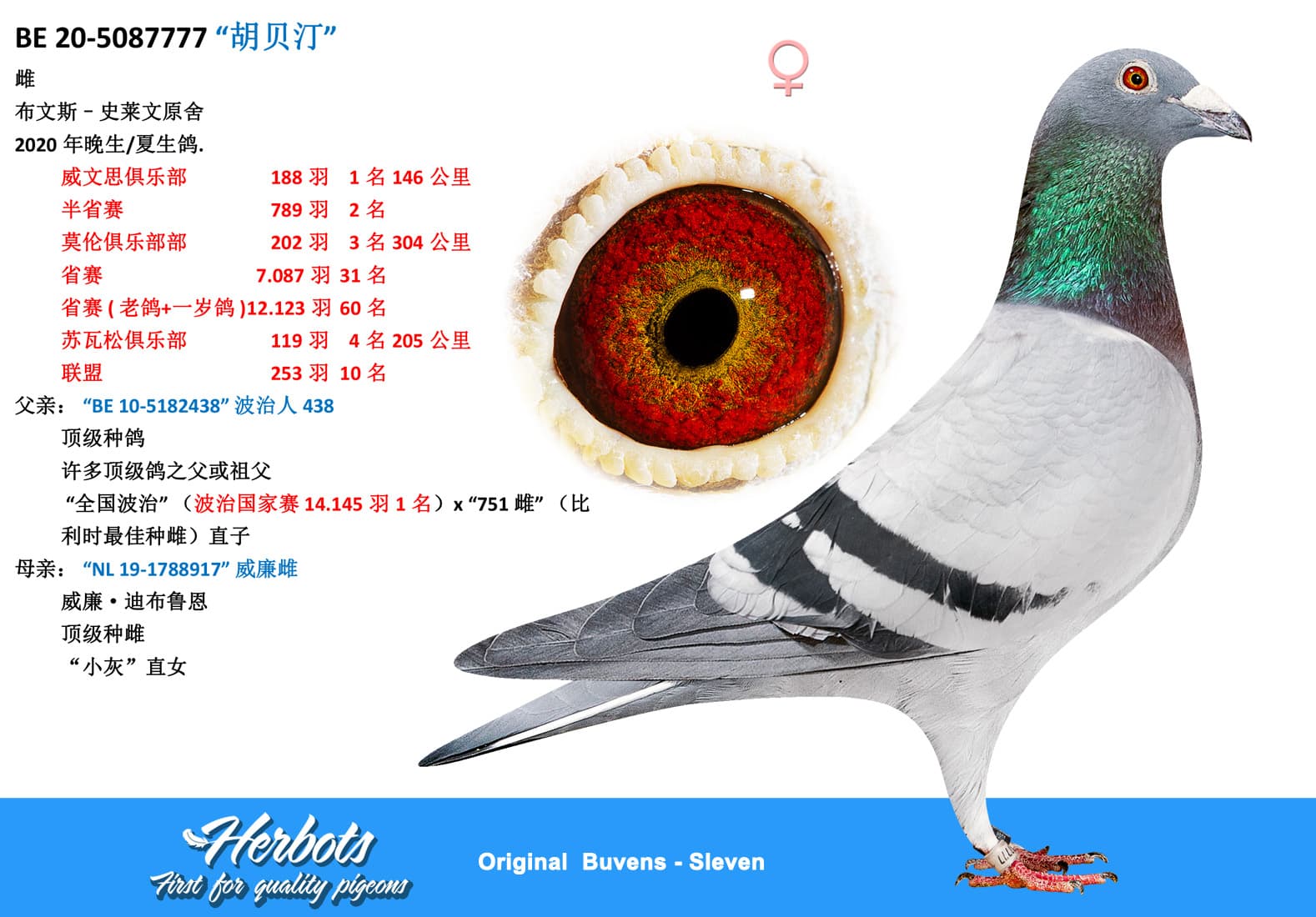 pigeon: undefined