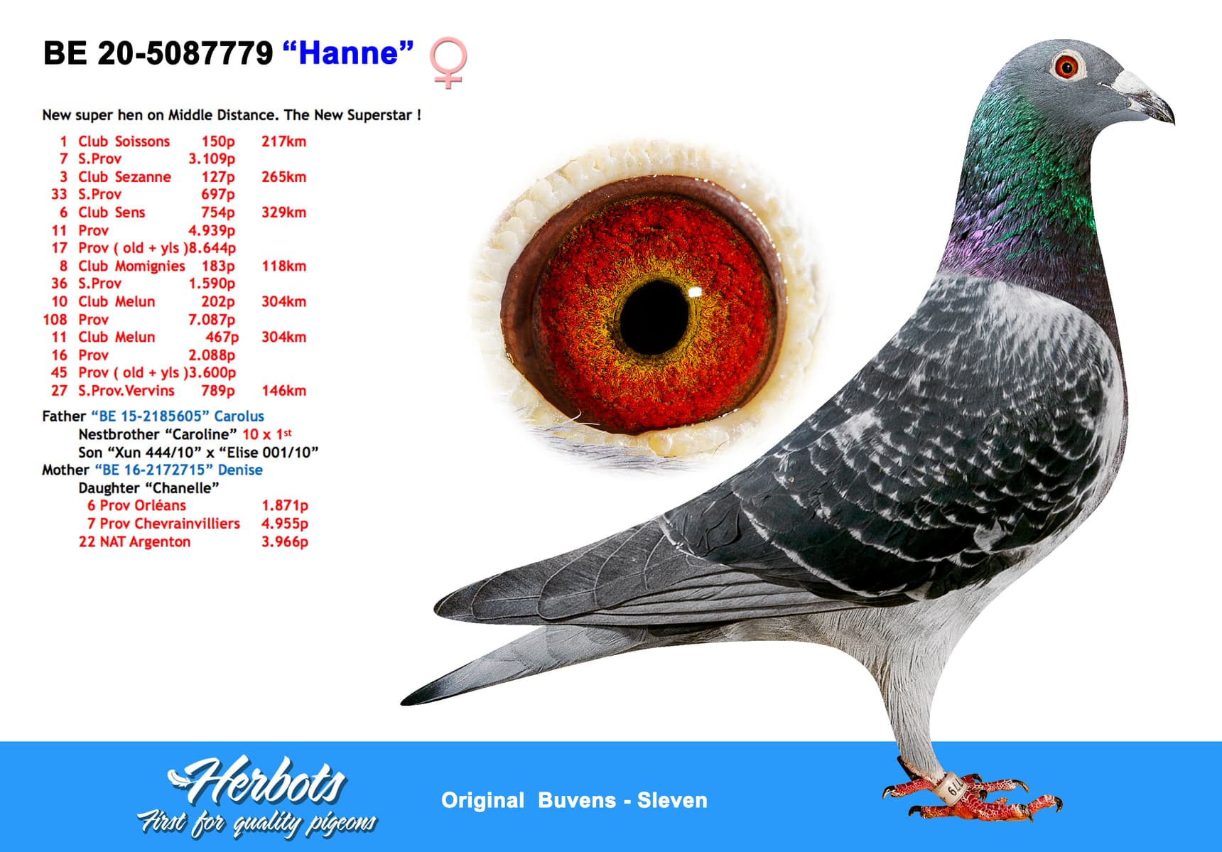 pigeon: undefined