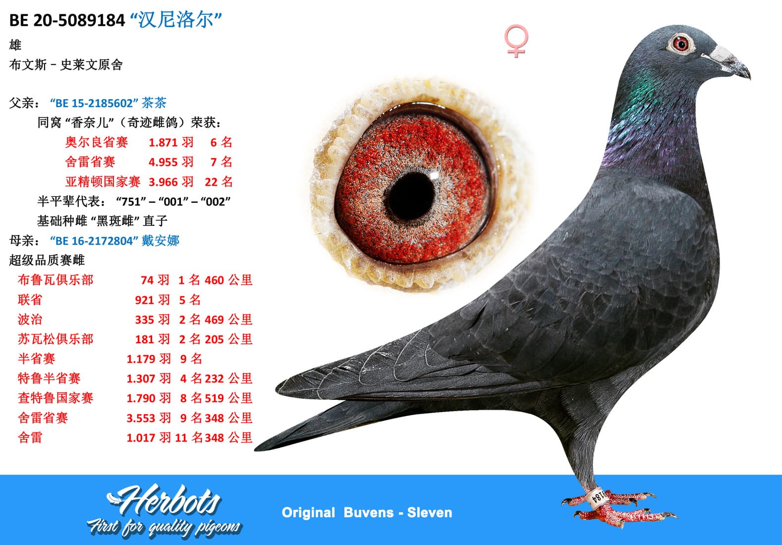 pigeon: undefined