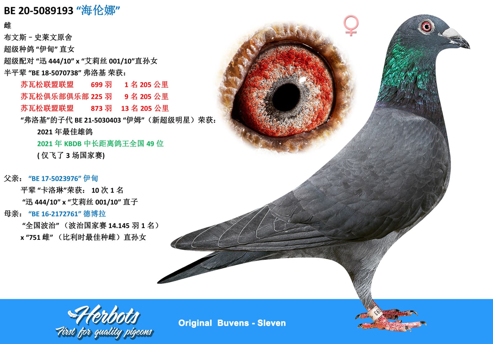 pigeon: undefined