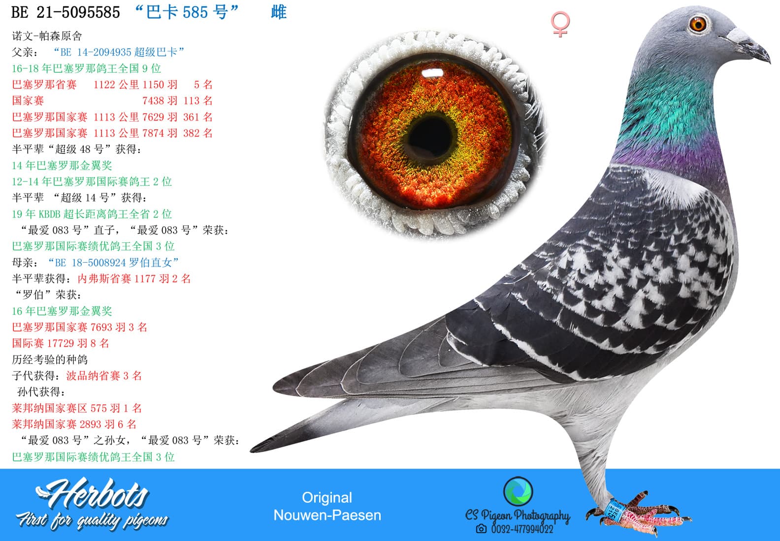 pigeon: undefined