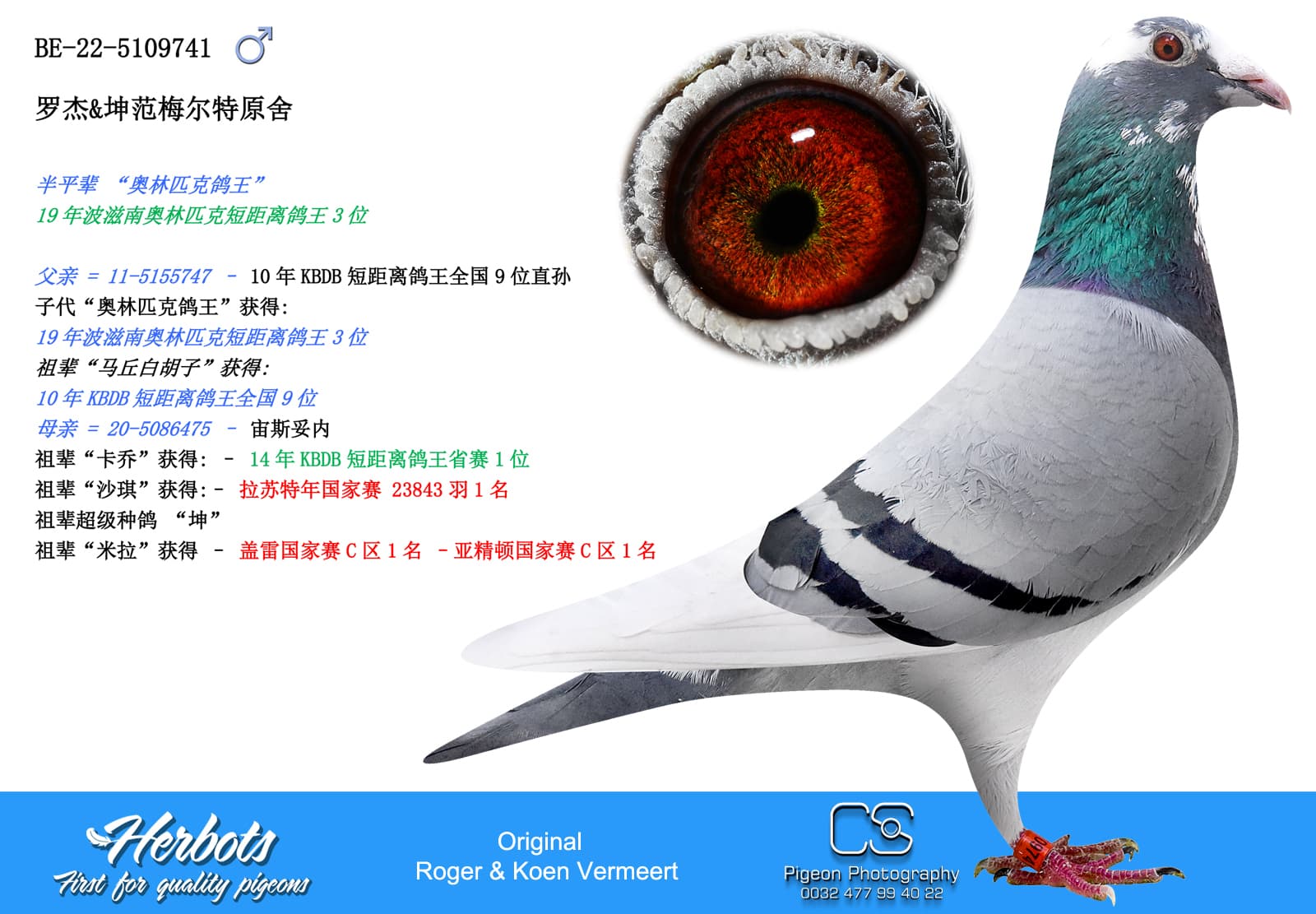 pigeon: undefined