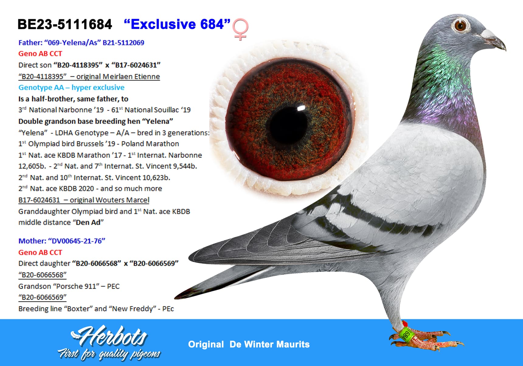 pigeon: undefined