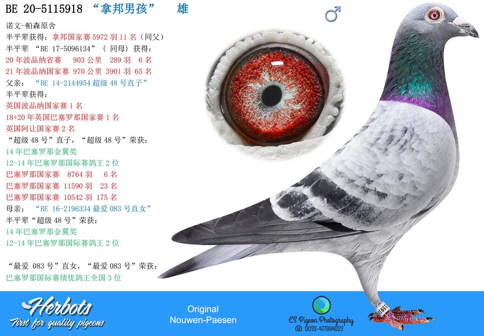 pigeon: undefined