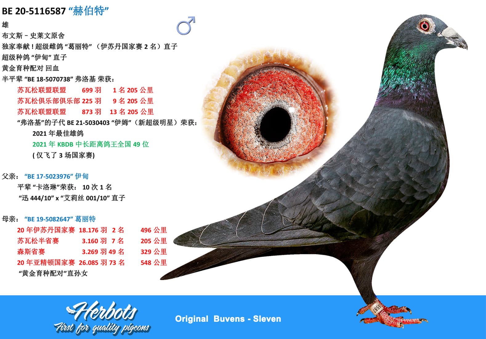 pigeon: “赫伯特”