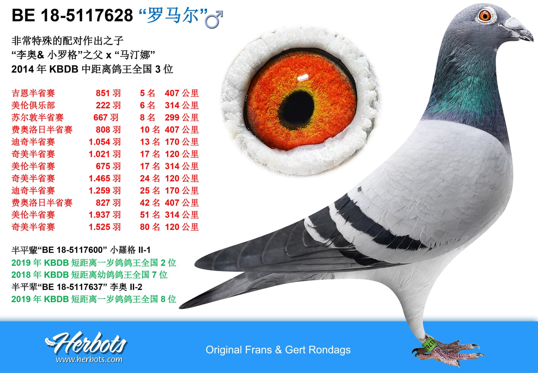 pigeon: undefined