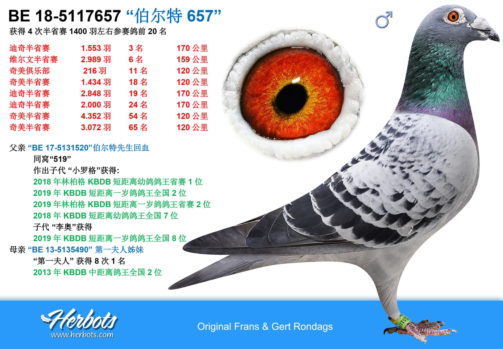pigeon: undefined