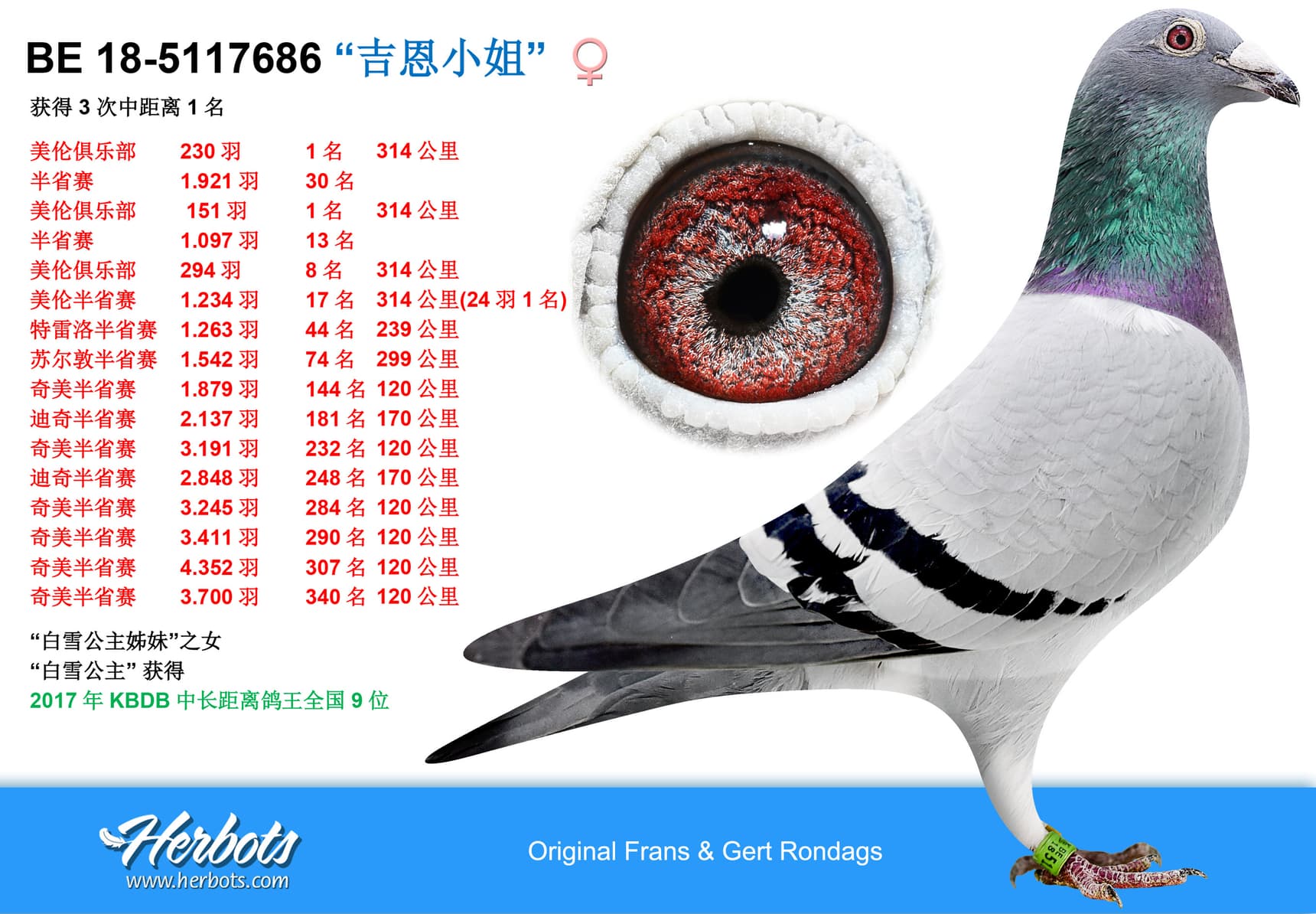 pigeon: undefined