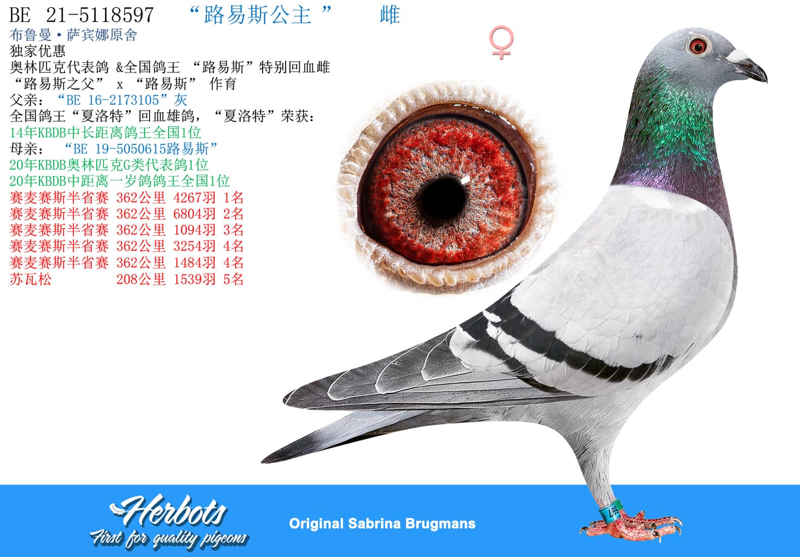 pigeon: undefined