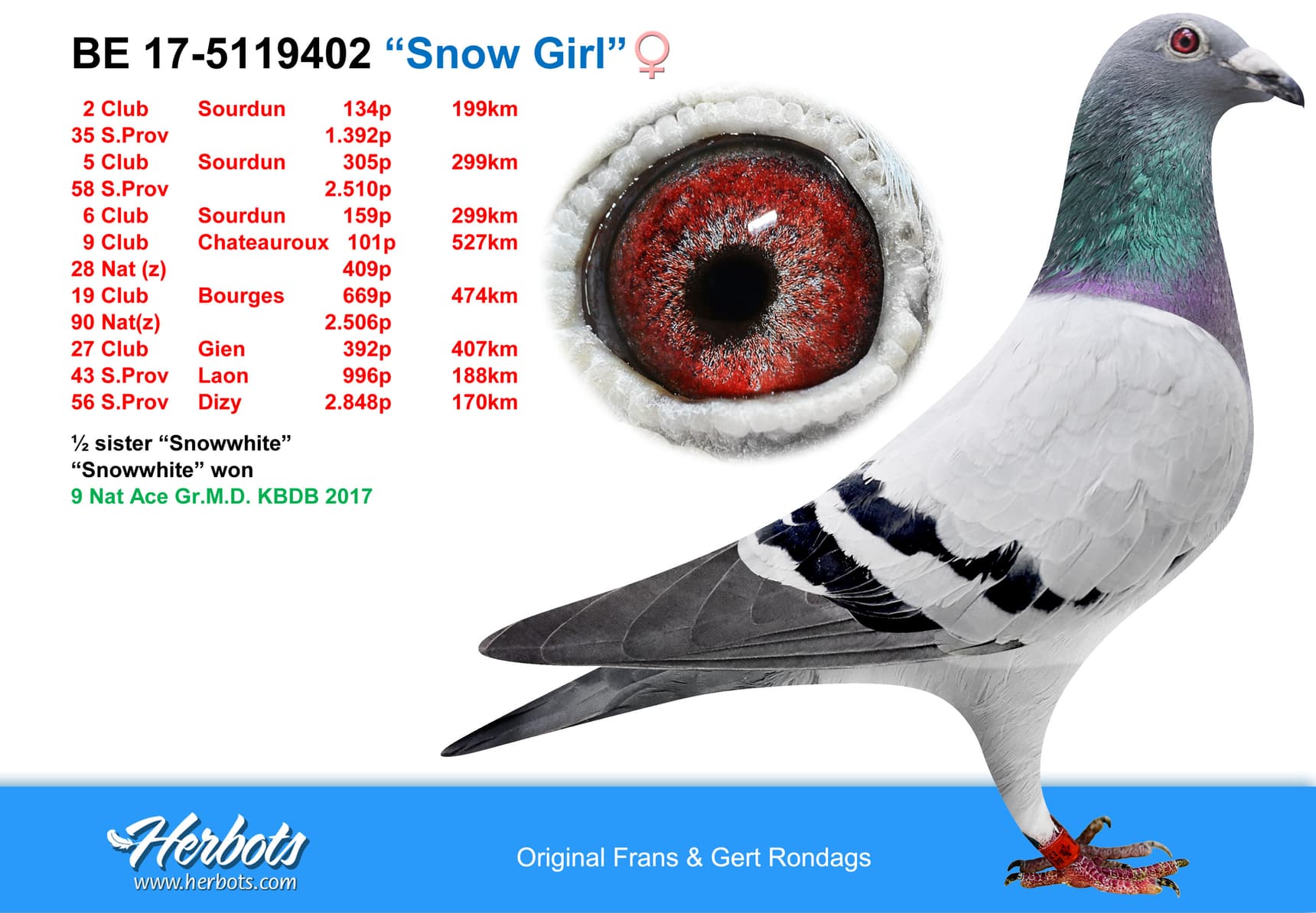 pigeon: undefined