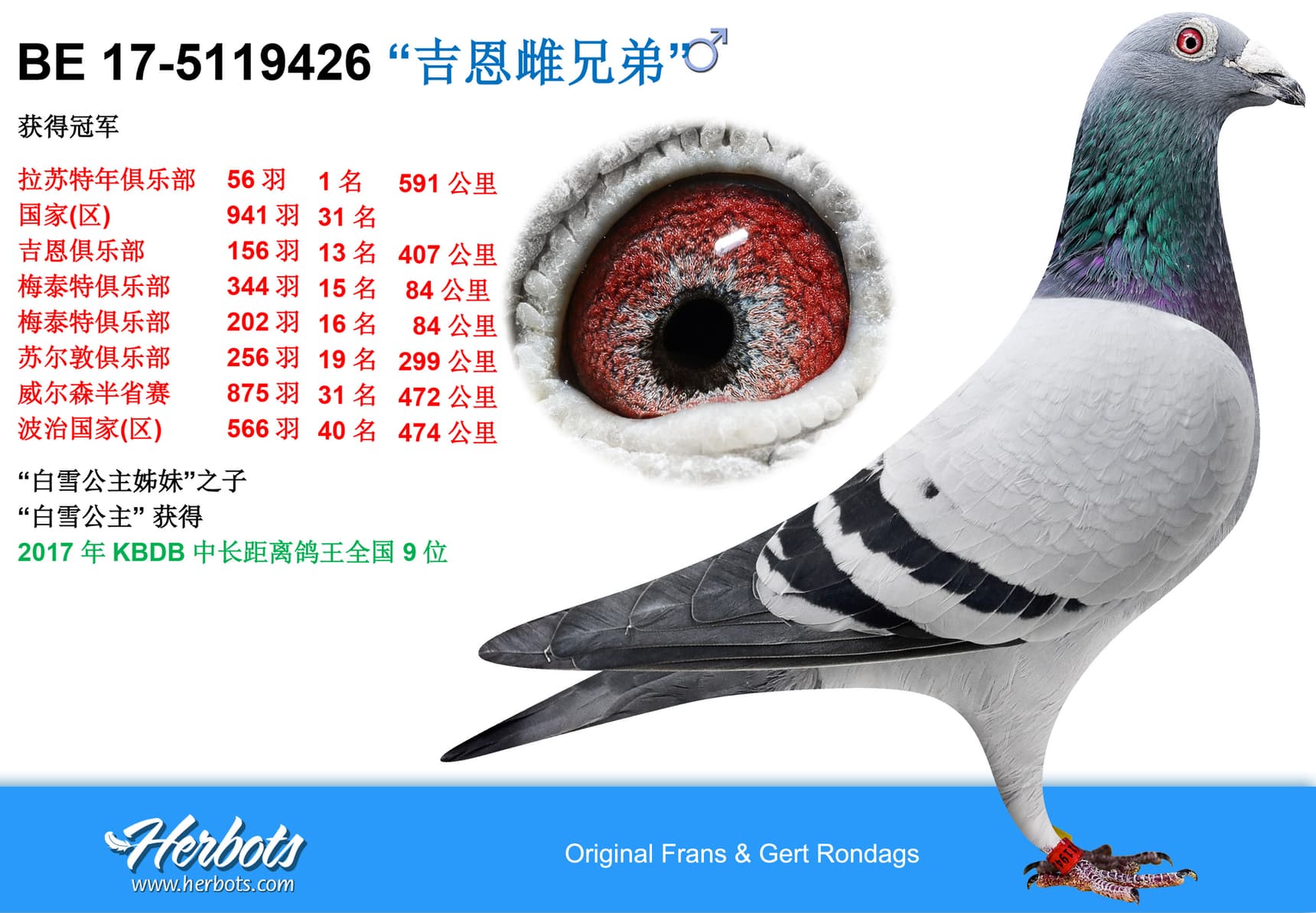 pigeon: undefined