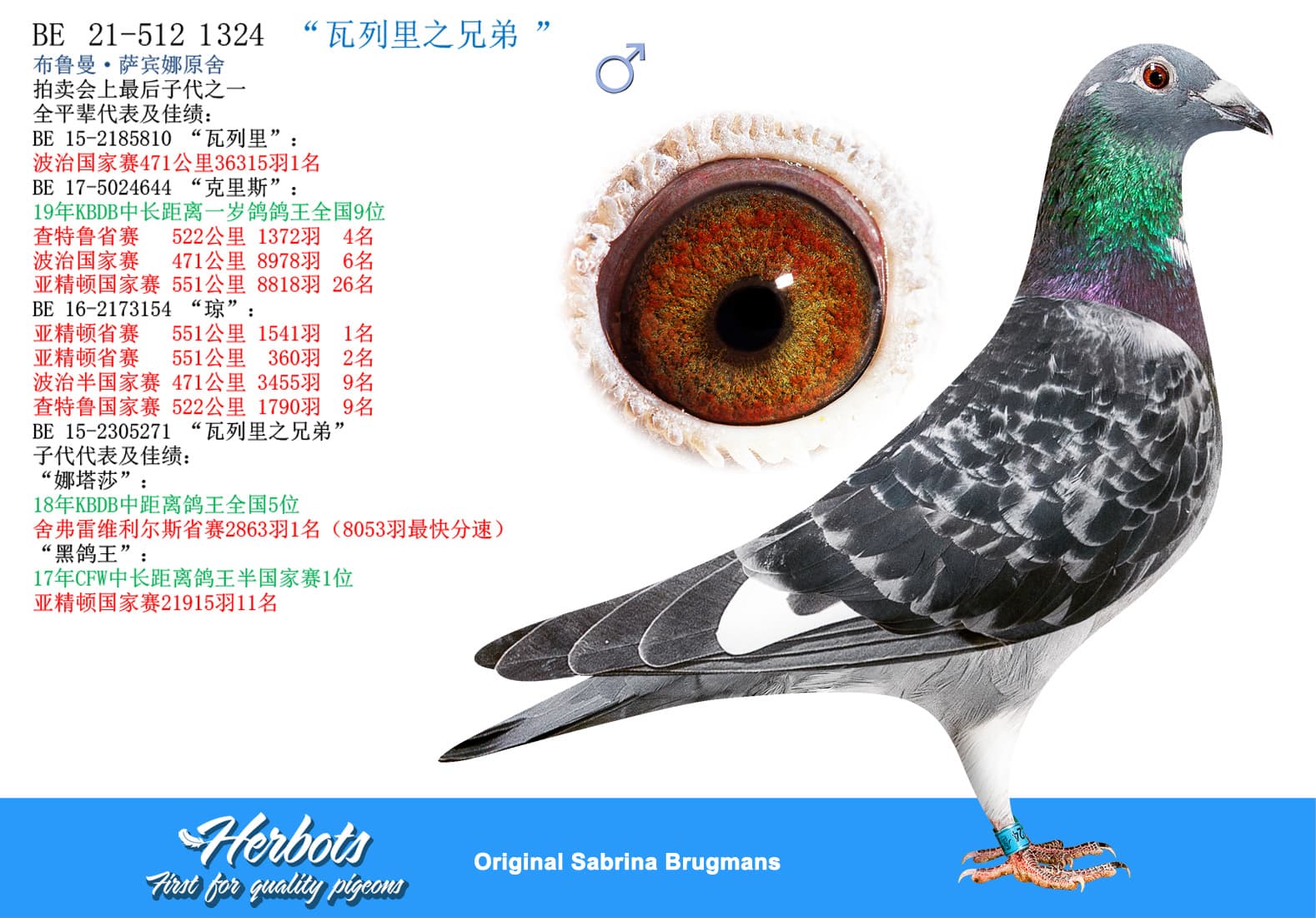 pigeon: undefined