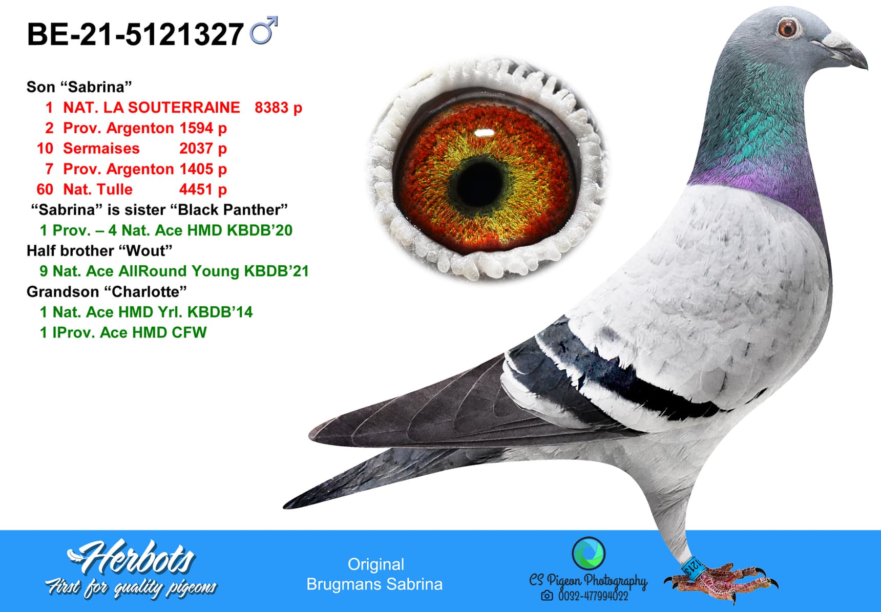 pigeon: undefined