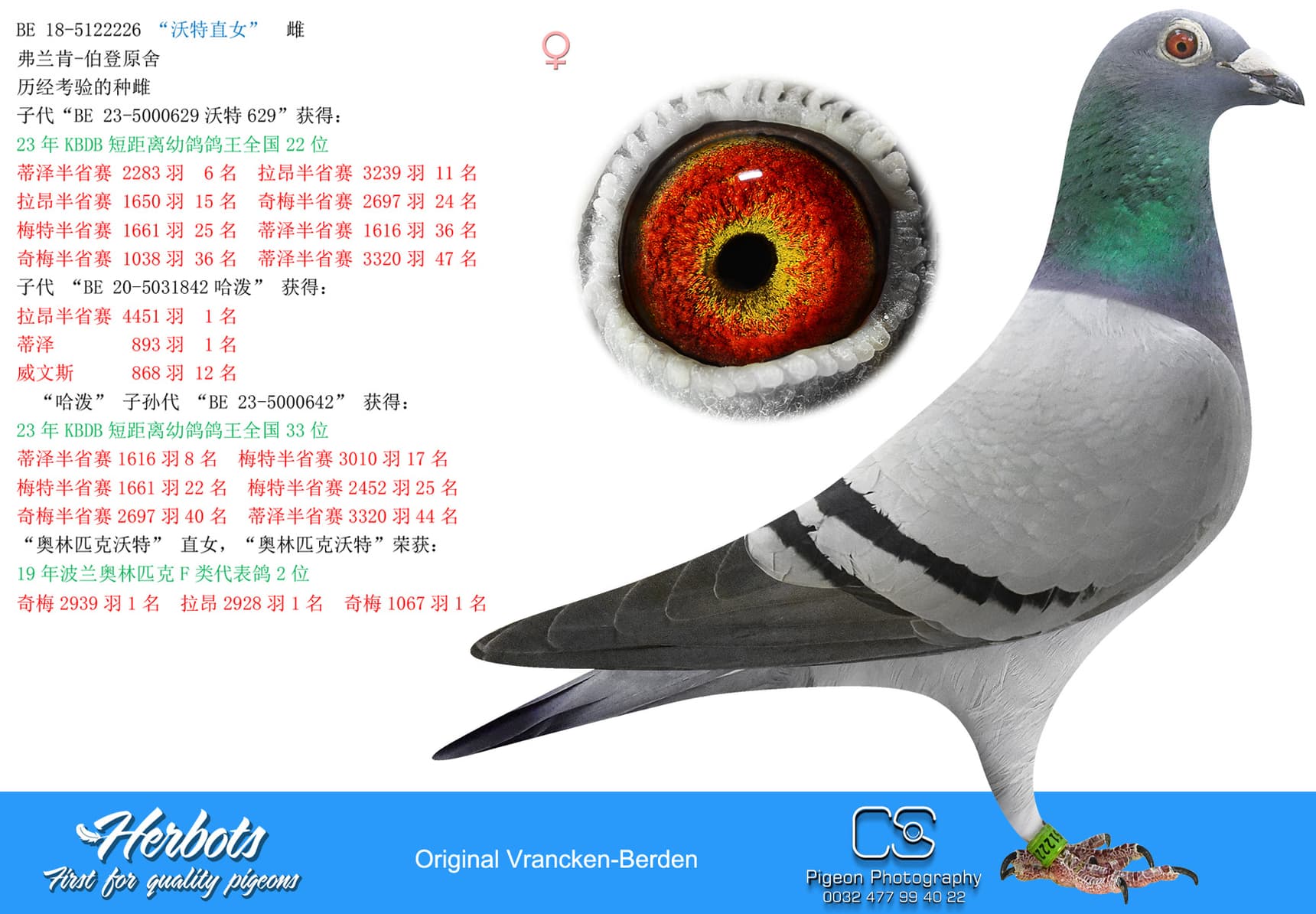 pigeon: undefined