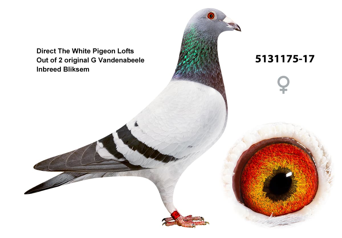 pigeon: undefined