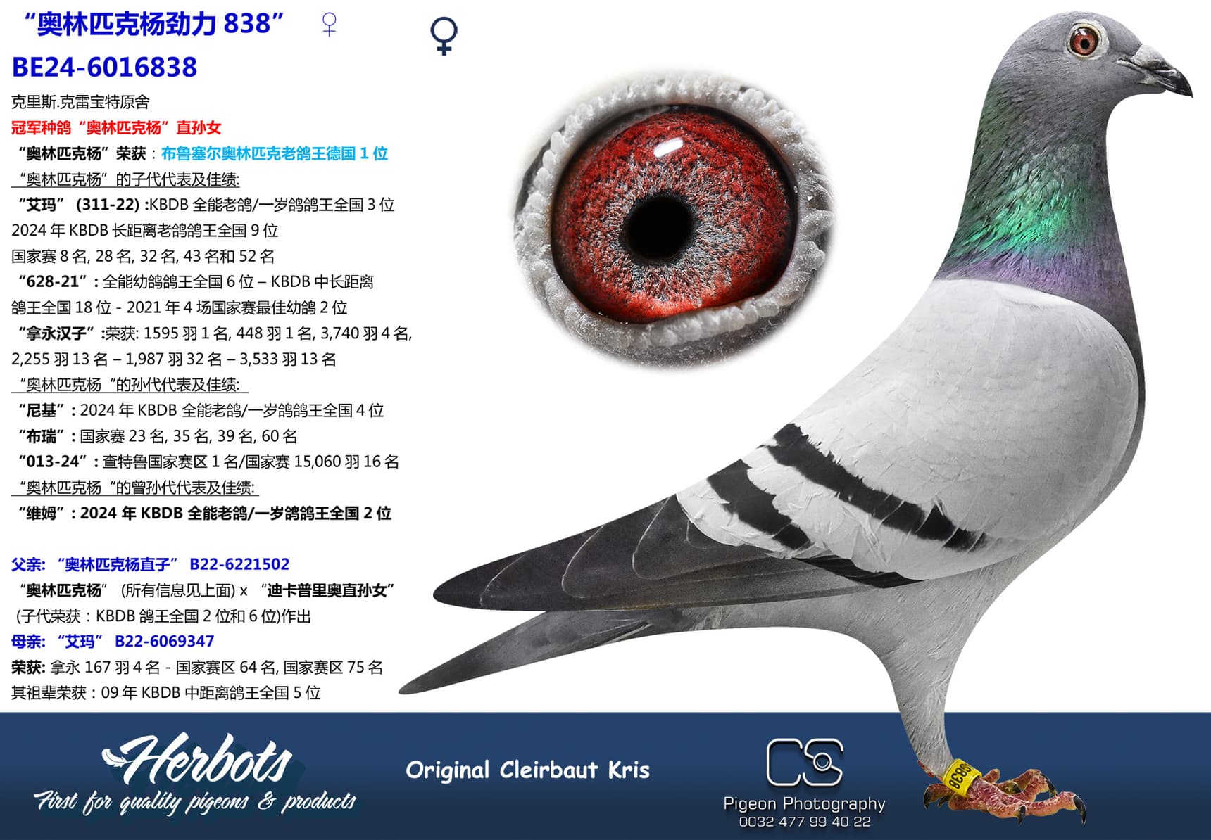 pigeon: undefined