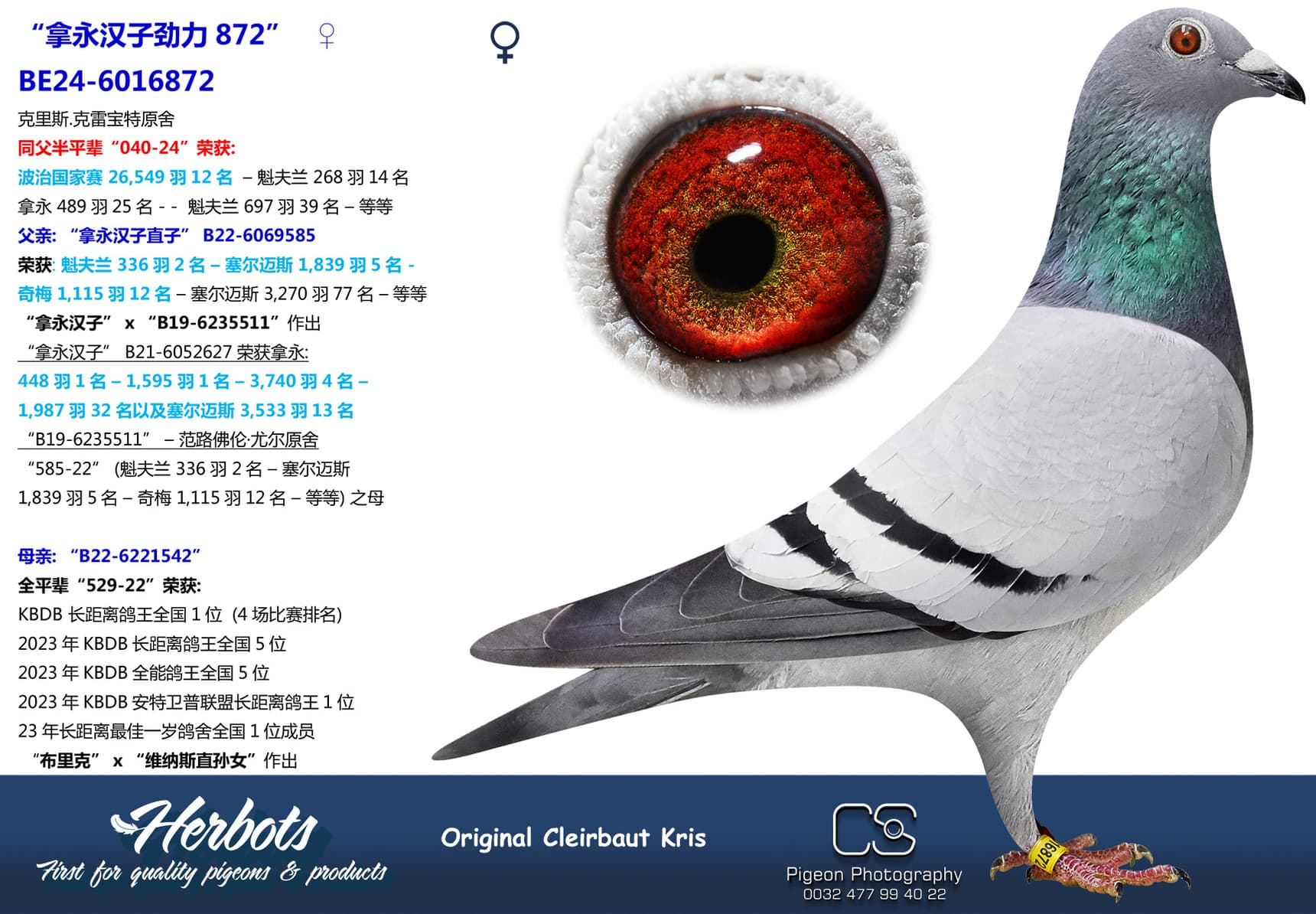 pigeon: undefined