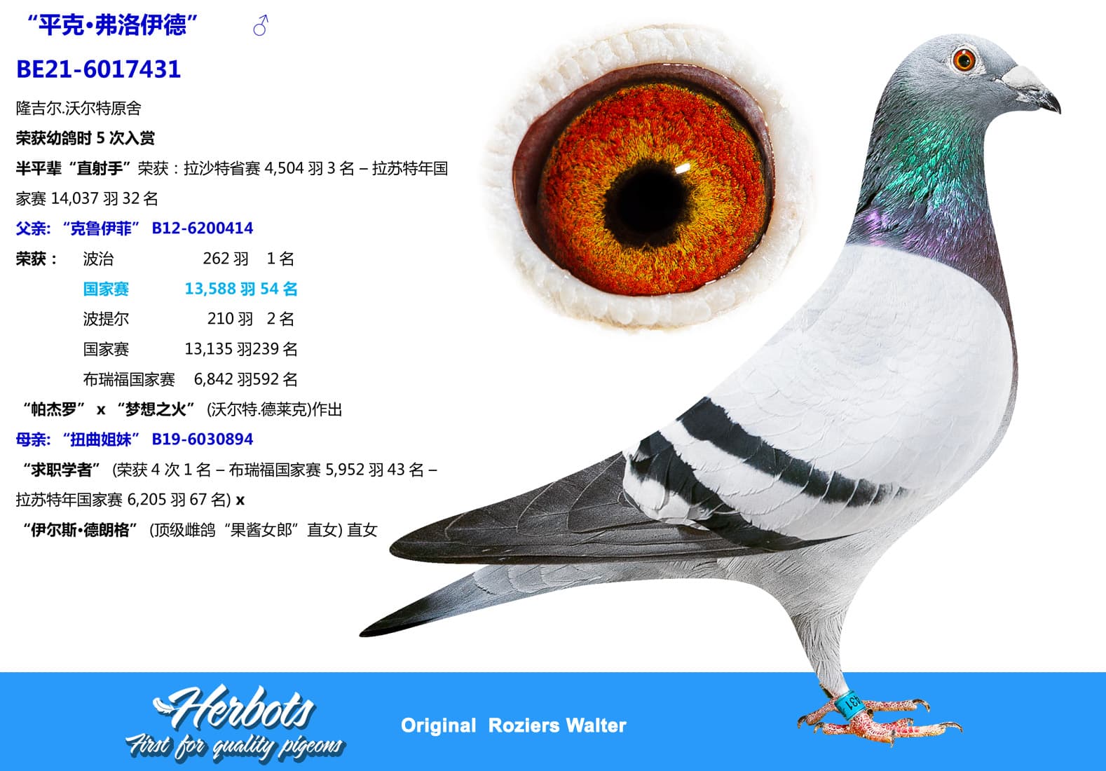 pigeon: undefined