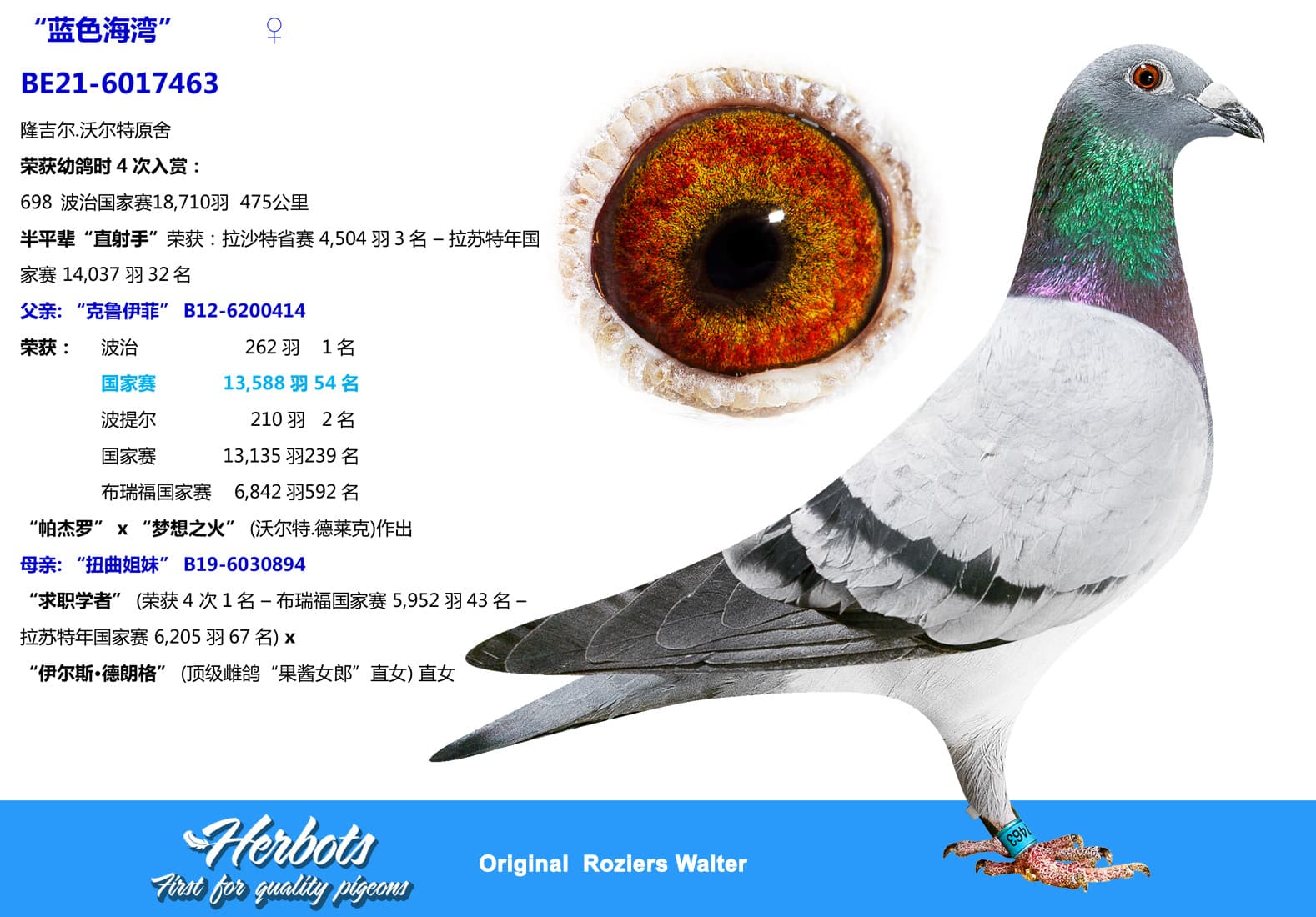 pigeon: undefined