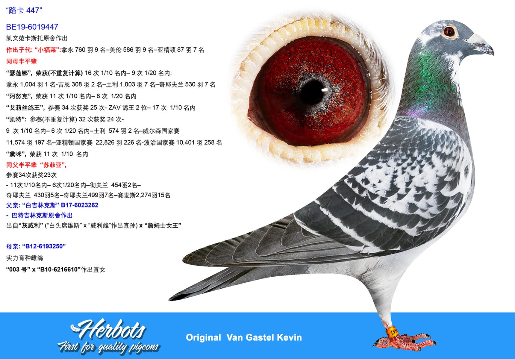 pigeon: undefined