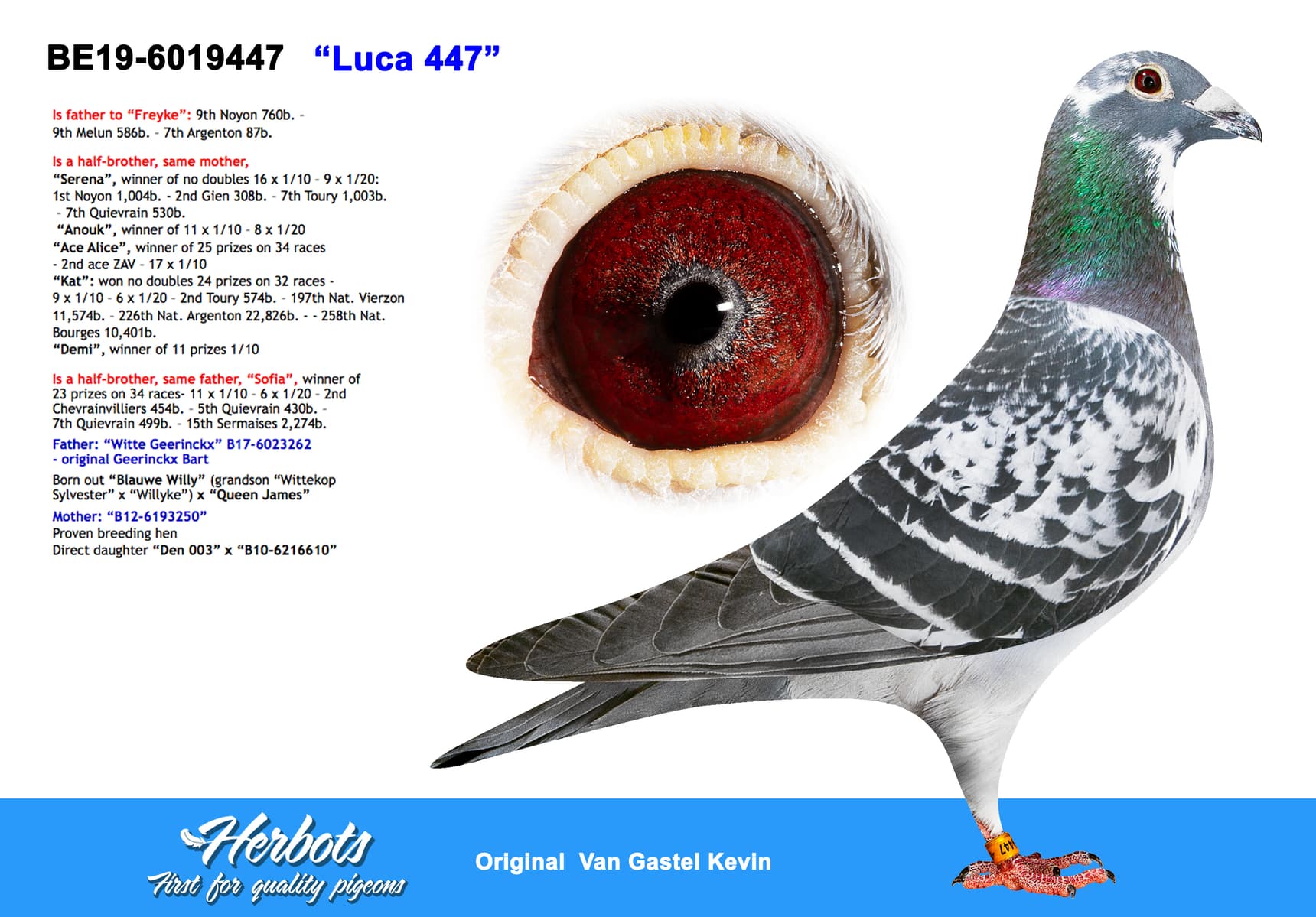 pigeon: undefined