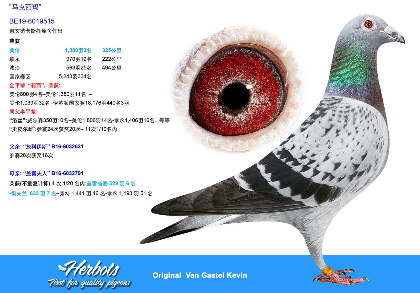 pigeon: undefined
