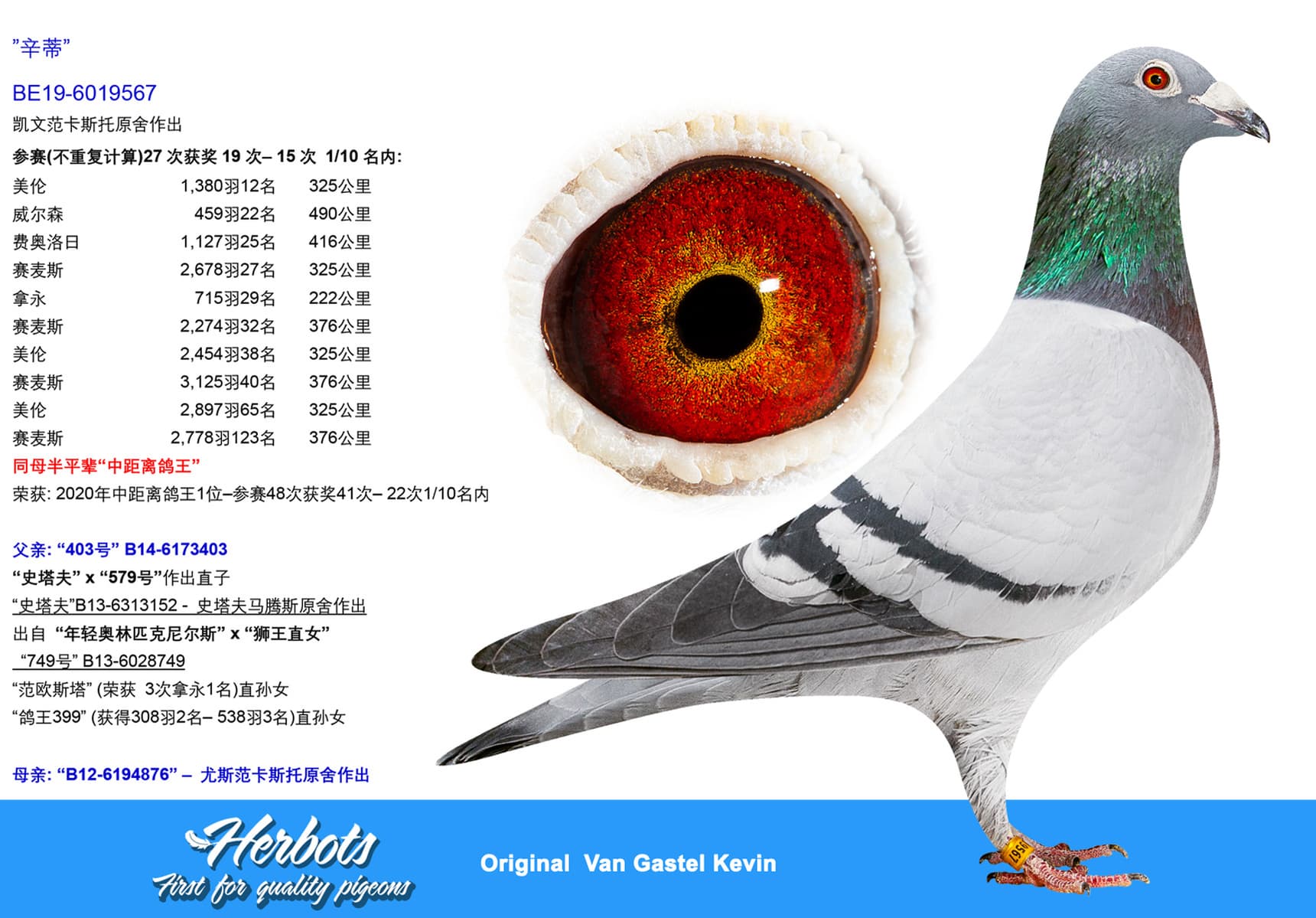 pigeon: undefined