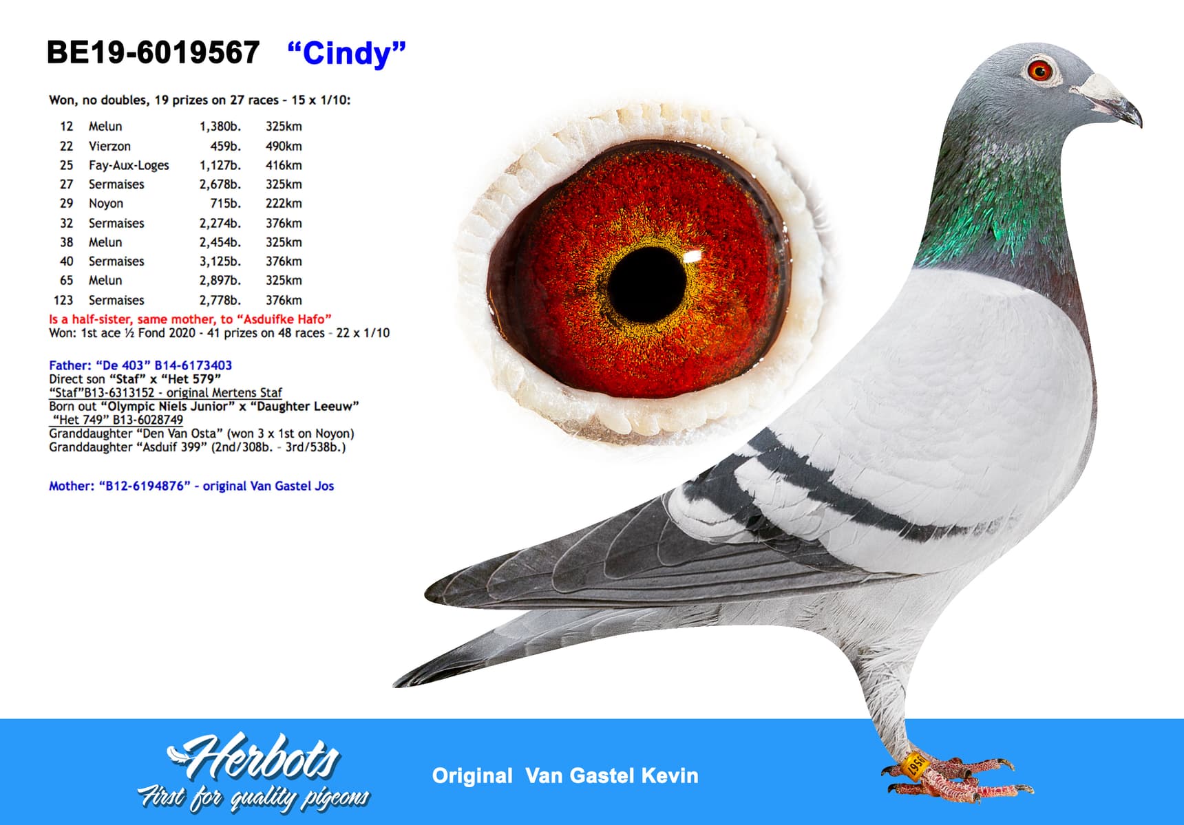 pigeon: undefined