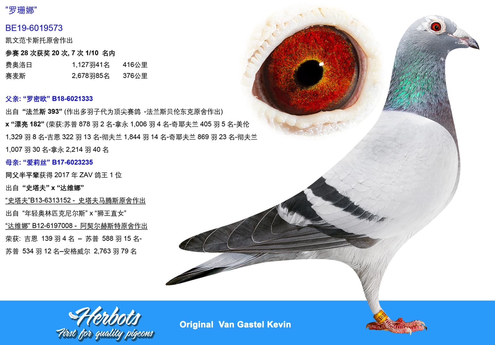 pigeon: undefined